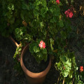 Hoe overwinter je een geranium in een koude garage zonder raam bij 3 graden?
