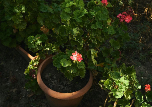 Hoe overwinter je een geranium in een koude garage zonder raam bij 3 graden?