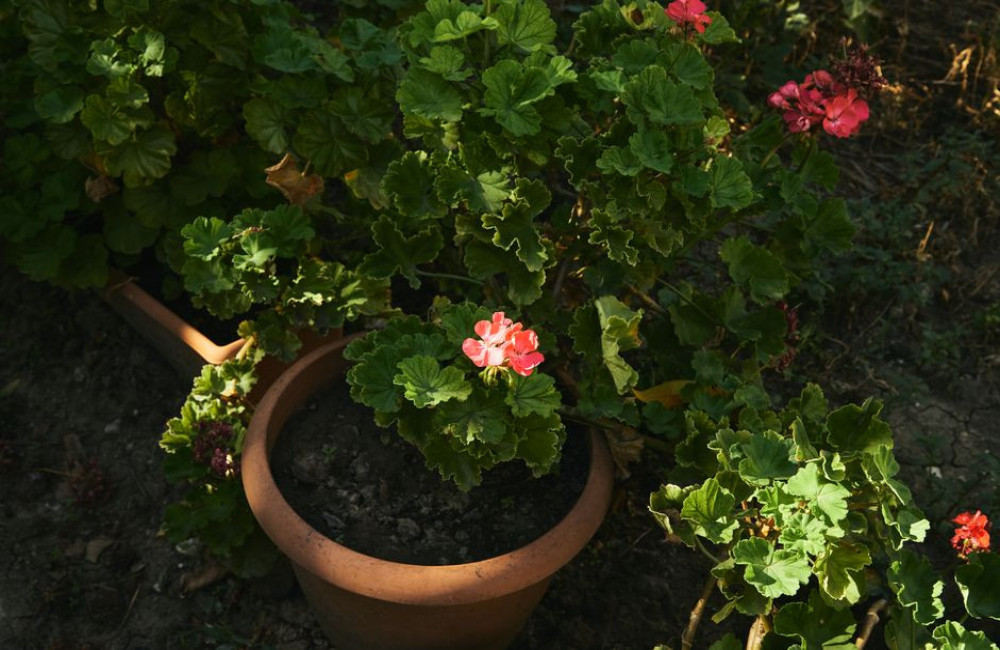 Hoe overwinter je een geranium in een koude garage zonder raam bij 3 graden?