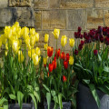 Hoeveel tulpenbollen passen in een pot van 30 cm op het balkon en wanneer plant je ze?