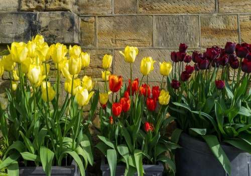 Hoeveel tulpenbollen passen in een pot van 30 cm op het balkon en wanneer plant je ze?