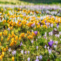 Hoe diep plant je krokussen in het gazon en kan dat nog in november 2026