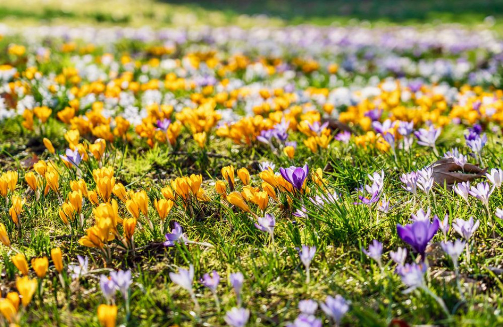 Hoe diep plant je krokussen in het gazon en kan dat nog in november 2026
