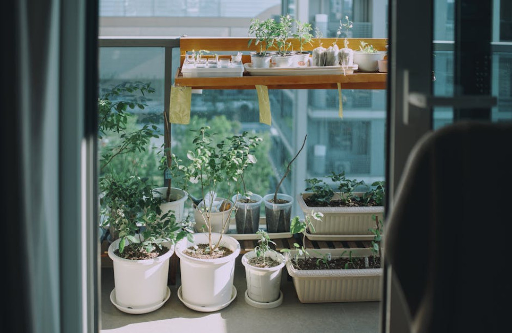 Een kruidentuin op je balkon beginnen in mei: de eenvoudigste planten om mee te starten