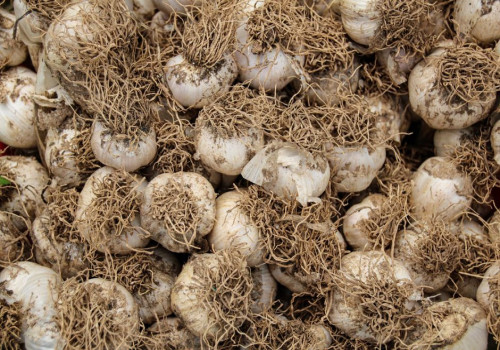 Hoe diep plant je knoflook in oktober en welke afstand houd je tussen de tenen