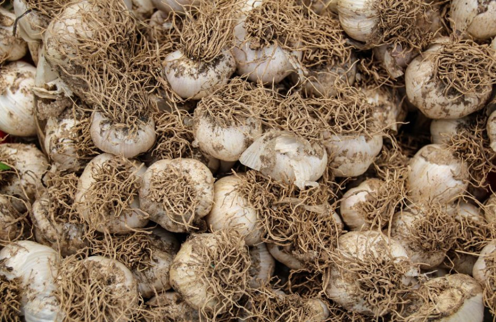 Hoe diep plant je knoflook in oktober en welke afstand houd je tussen de tenen