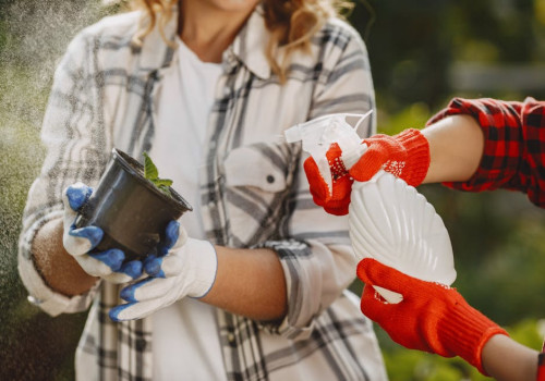 Hoeveel water heeft een tomatenplant in een pot nodig bij 30 graden