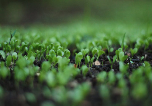 Kun je in september 2026 nog gras zaaien en hoe zorg je dat het aanslaat?